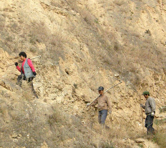 雖沒(méi)有十里桃林，漫山遍野的灼灼芳華。但我們有萬(wàn)畝國(guó)家級(jí)標(biāo)準(zhǔn)化油橄欖種植示范基地，漫山遍野，香氣撲鼻。畝是中國(guó)市制土地面積單位，一畝等于六十平..